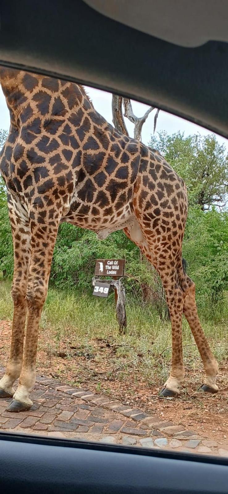Call Of The Wild Lodge Hoedspruit