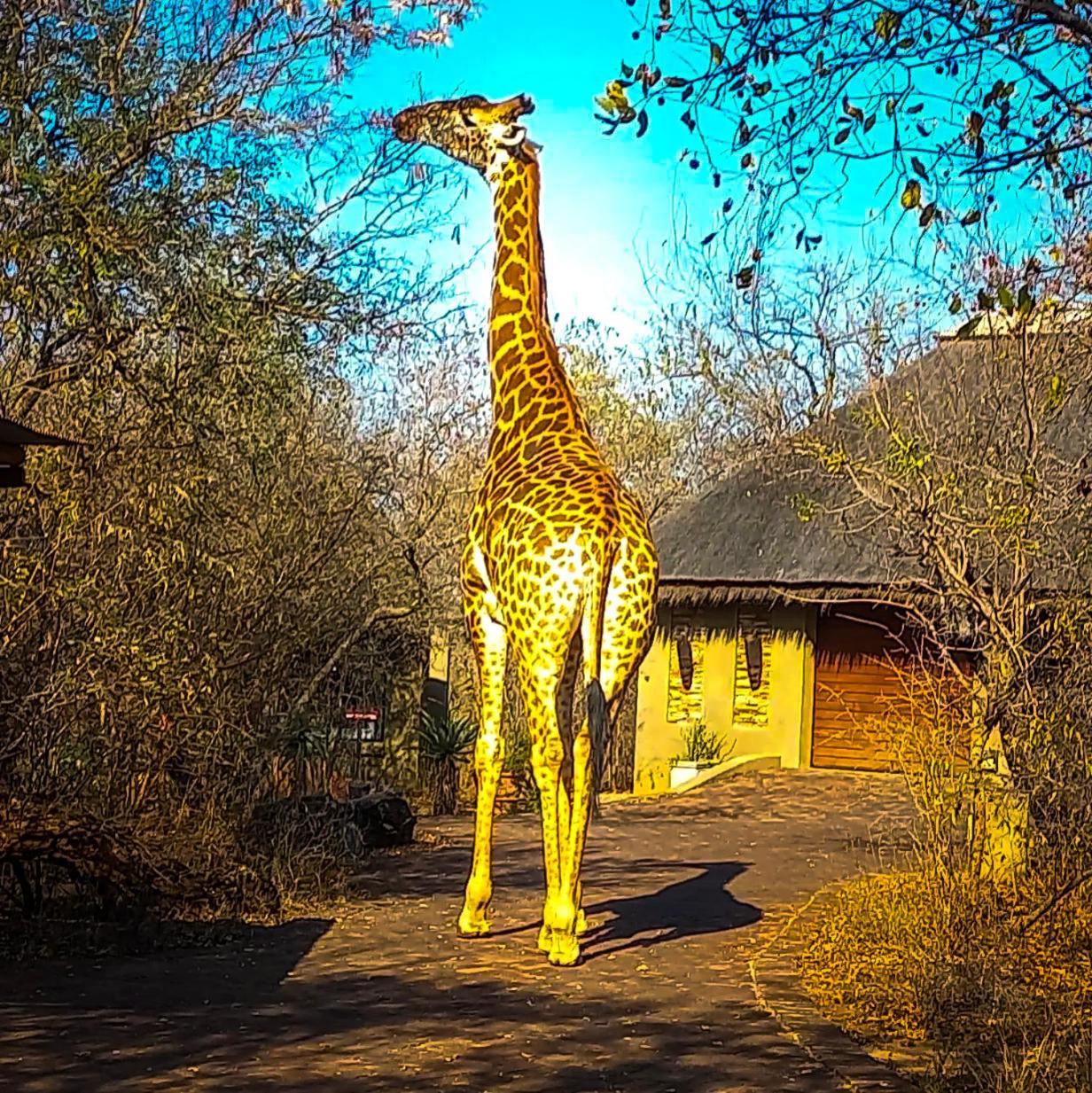 Lodge Call Of The Wild Hoedspruit