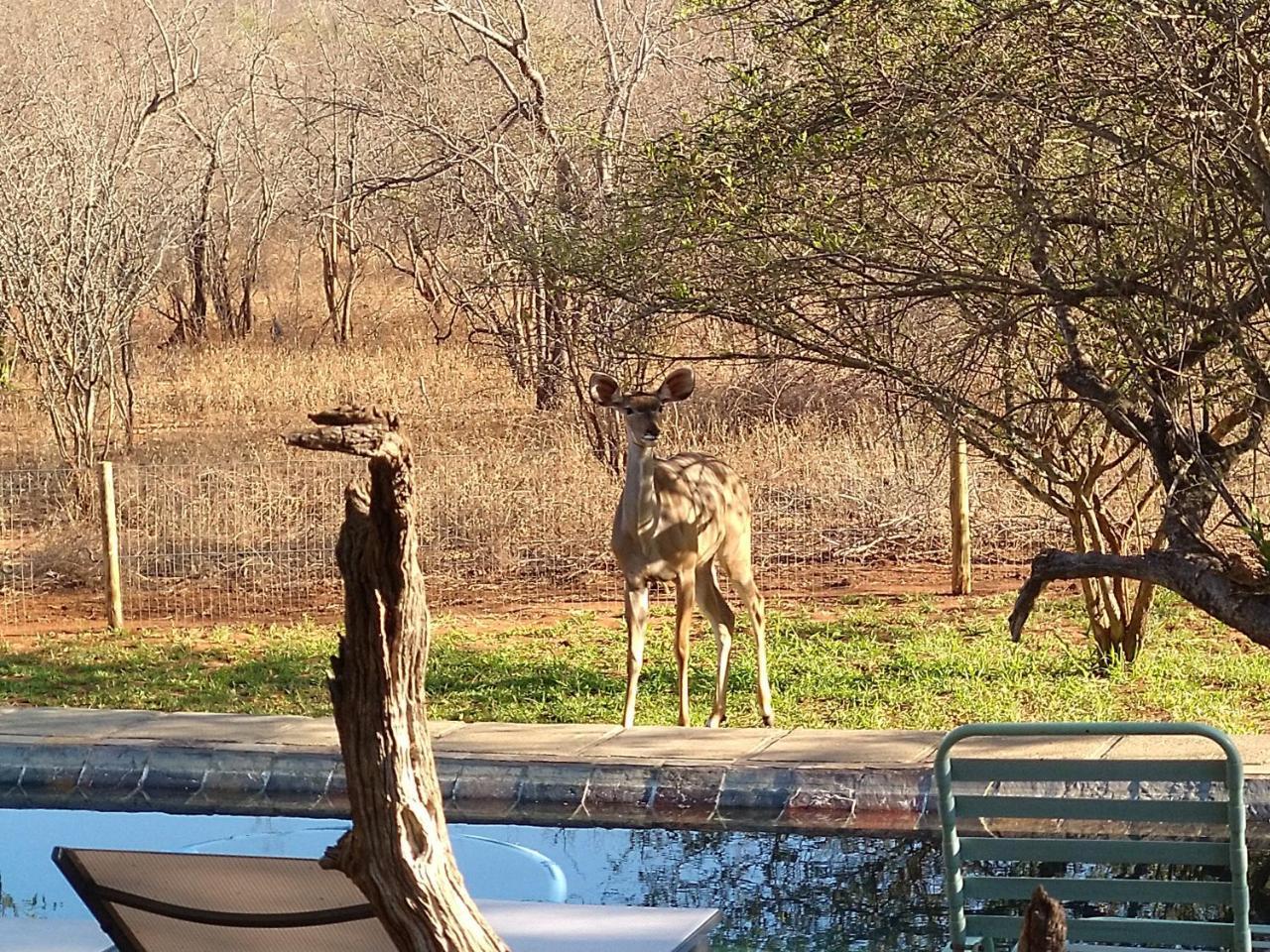 Call Of The Wild * Hoedspruit