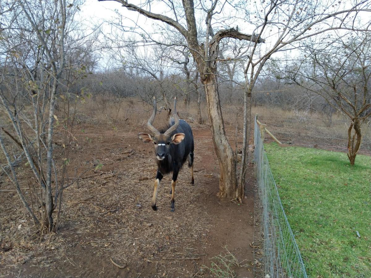 Call Of The Wild Hoedspruit